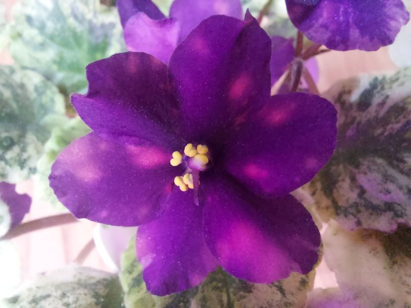  - Violeta SV Gorod Sevastopoljv