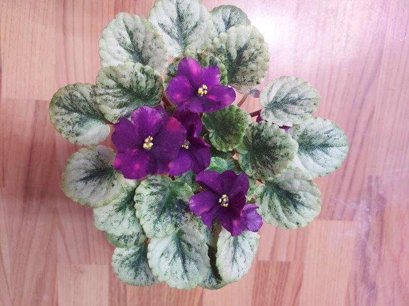  - Violeta SV Gorod Sevastopoljv