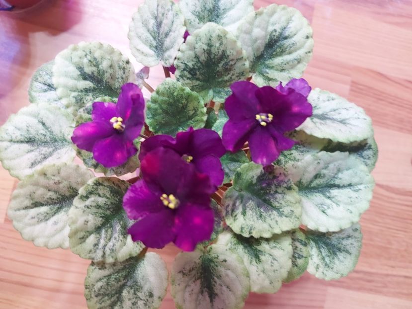  - Violeta SV Gorod Sevastopoljv