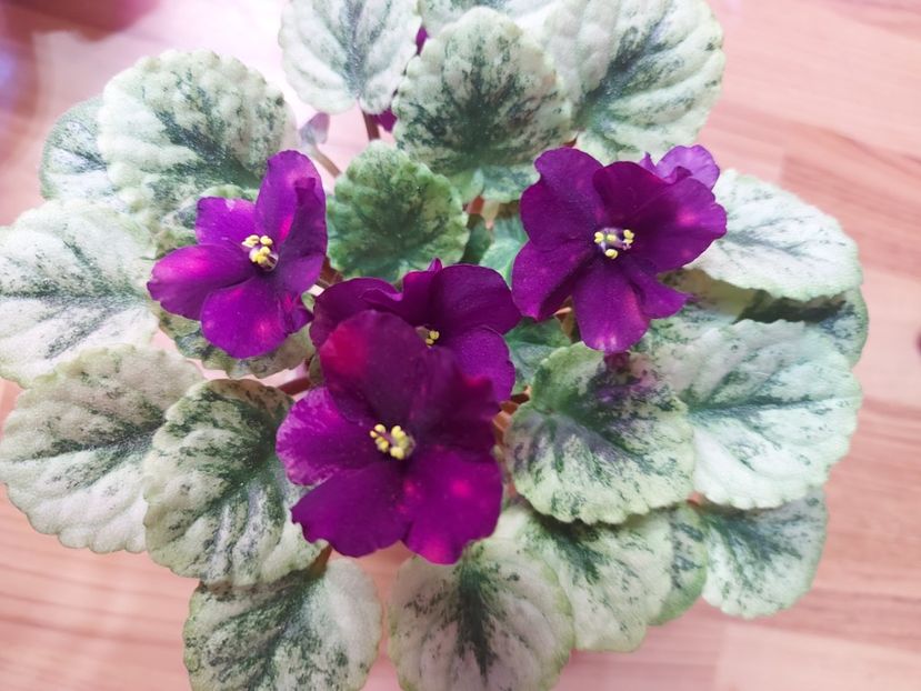  - Violeta SV Gorod Sevastopoljv