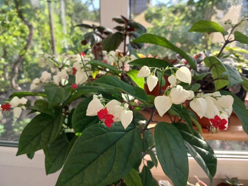  - Clerodendrum Thomsoniae