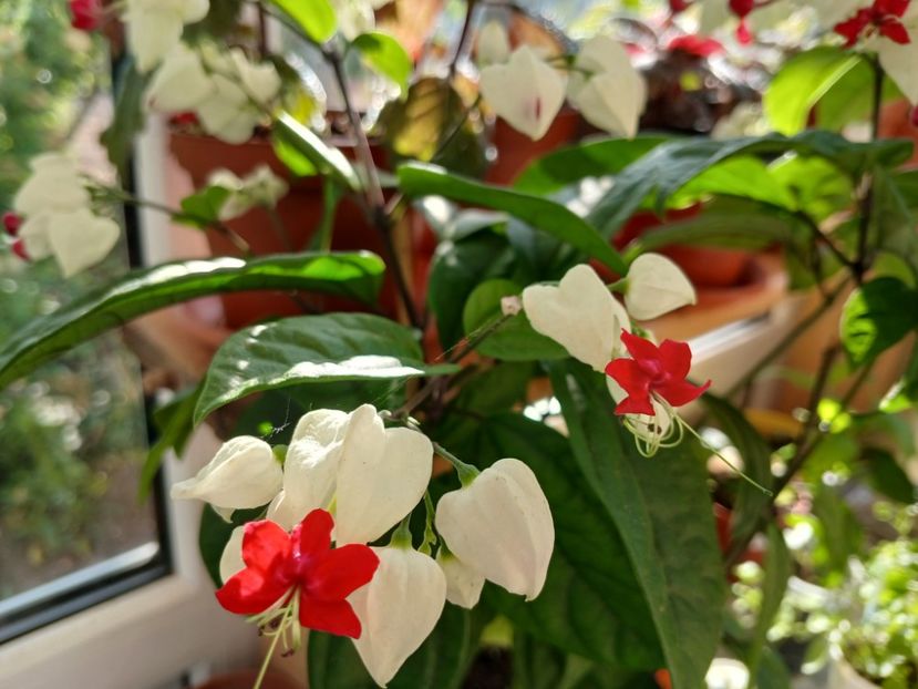  - Clerodendrum Thomsoniae