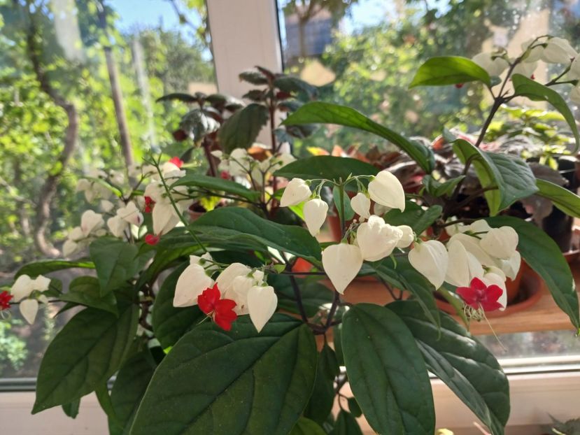  - Clerodendrum Thomsoniae