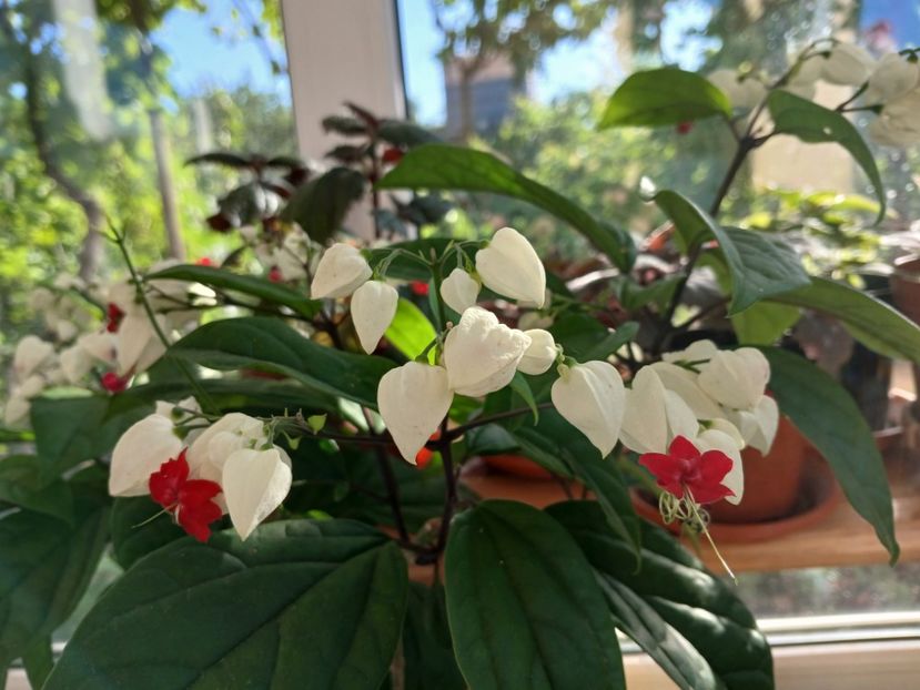  - Clerodendrum Thomsoniae