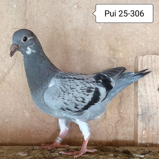 Pui 25-306 - Stropit list