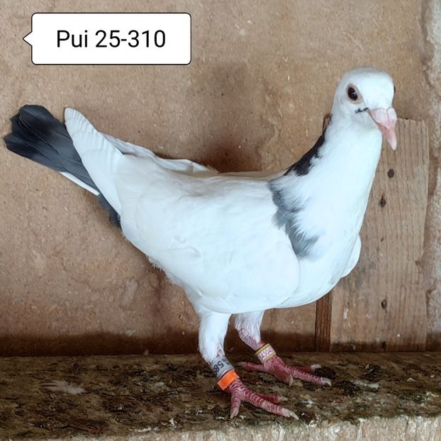 Pui 25-310 - Alb pata