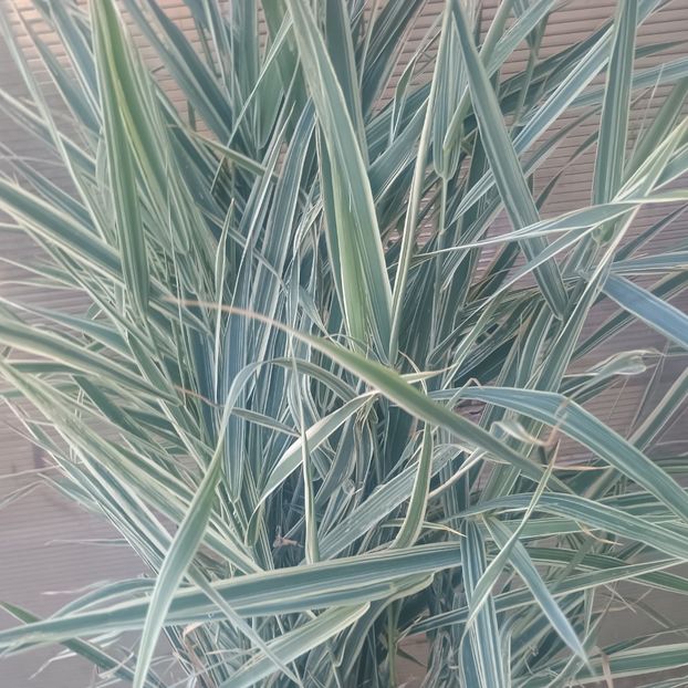 Iarba decorativa Arundo donax variegata - Gradina flori 2025