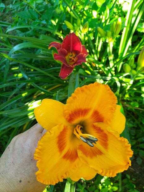 IMG20250628075744 - Iullie 2025