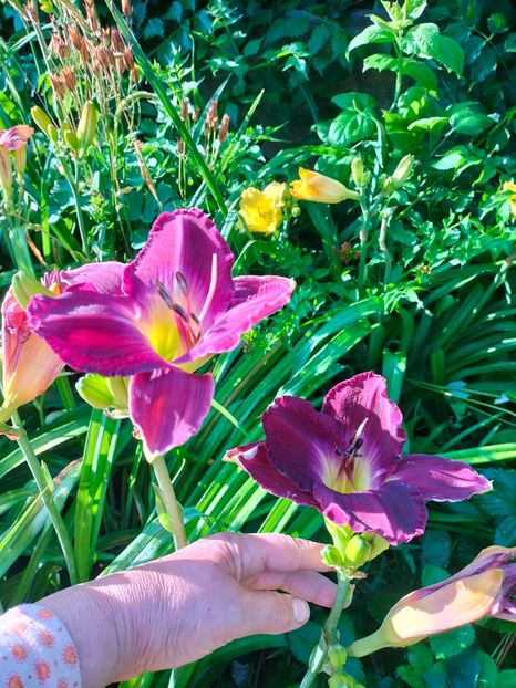 IMG20250628075705 - Iullie 2025