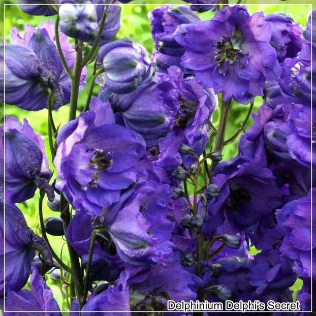  - 0 comanda plant-shop iunie 2025 -delphinium!