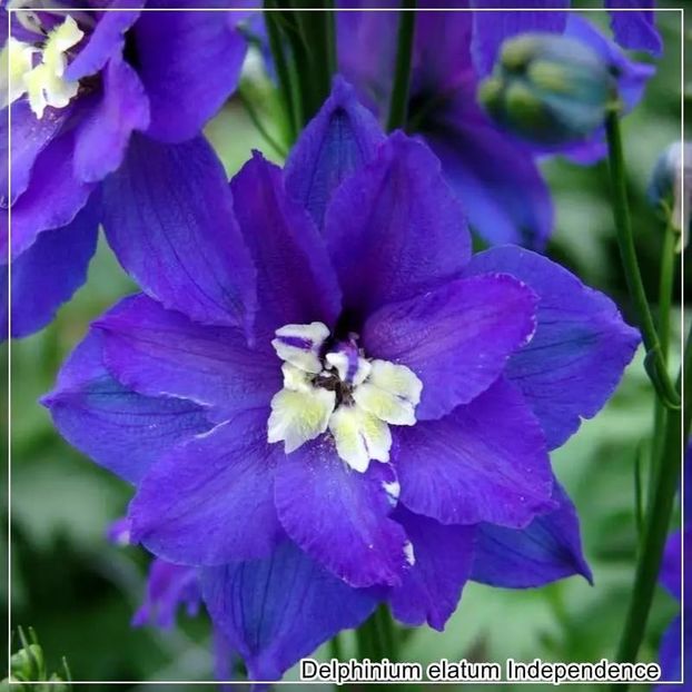  - 0 comanda plant-shop iunie 2025 -delphinium!