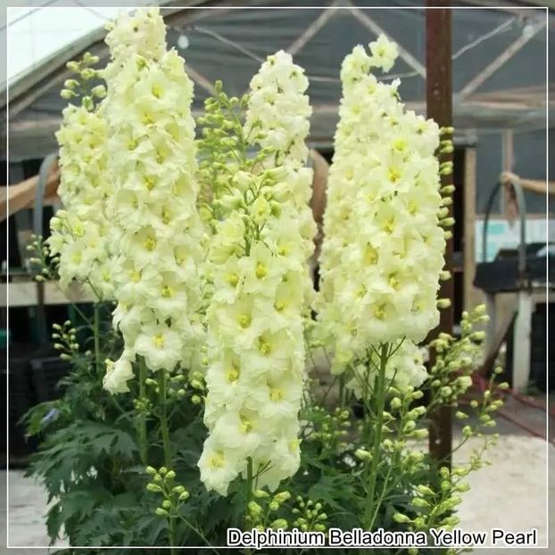  - 0 comanda plant-shop iunie 2025 -delphinium!