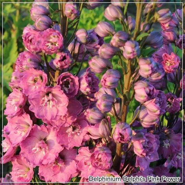  - 0 comanda plant-shop iunie 2025 -delphinium!