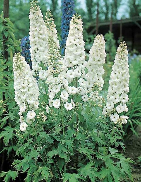 - 0 comanda plant-shop iunie 2025 -delphinium!