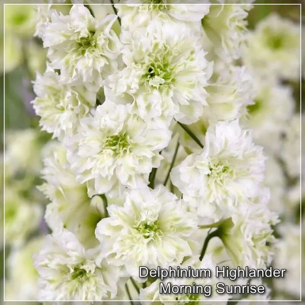 - 0 comanda plant-shop iunie 2025 -delphinium!