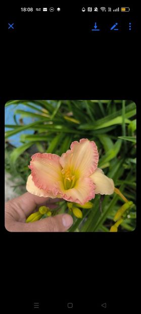 Screenshot_2025-07-01-18-08-54-67_be80aec1db9a2b53c9d399db0c602181 - Anul 2025