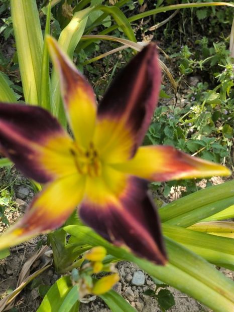 Messenger_creation_33A46649-2FC1-4AEE-9B35-989CD769E7B2 - Anul 2025