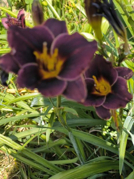 Messenger_creation_D50907DC-2057-4D97-8305-B4FE5E927CC6 - Anul 2025