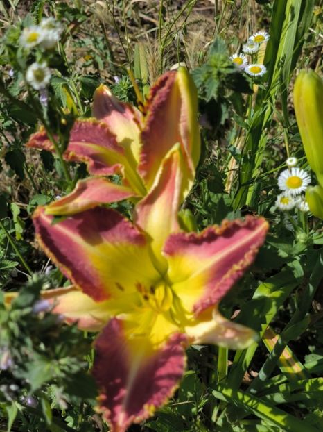 Messenger_creation_726FCDA7-1A13-436D-9659-1A651AE9B2C3 - Anul 2025