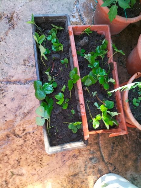 IMG20250628081636 - Anul 2025