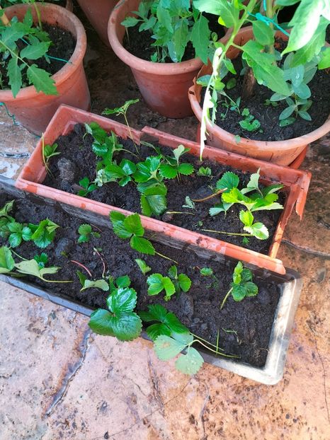 IMG20250628081642 - Anul 2025