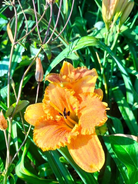 IMG20250628075902 - Anul 2025