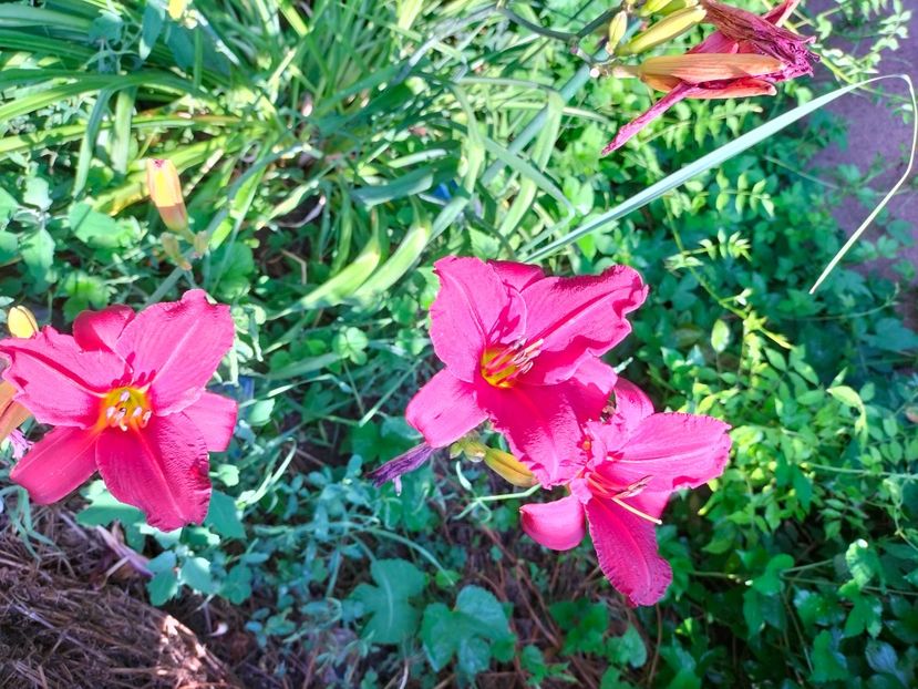 IMG20250628075845 - Anul 2025