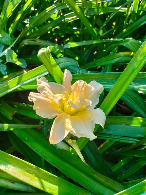 IMG20250628075822 - Anul 2025