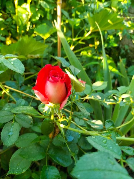 IMG20250628075803 - Anul 2025