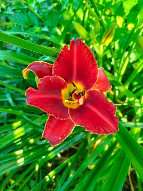 IMG20250628075751 - Anul 2025