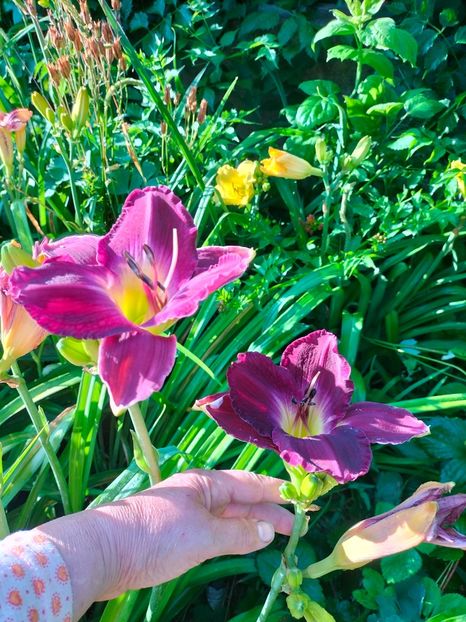 IMG20250628075703 - Anul 2025