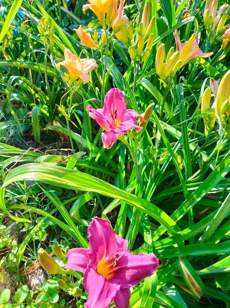 IMG20250628075649 - Anul 2025