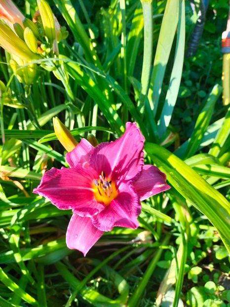 IMG20250628075638 - Anul 2025