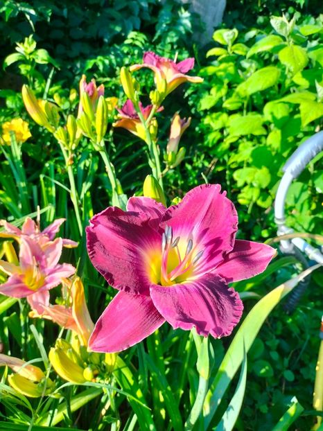 IMG20250628075634 - Anul 2025