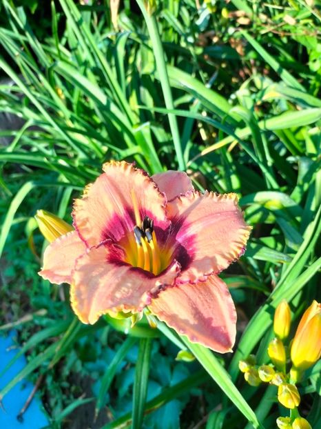 IMG20250628075620 - Anul 2025