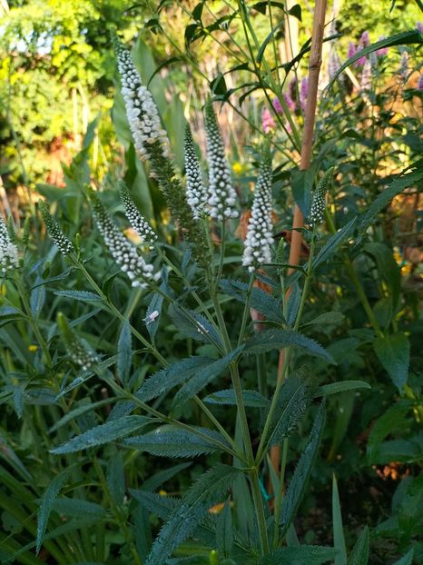 IMG20250628074404 - Anul 2025