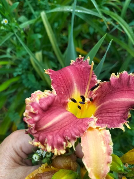 IMG20250628074300 - Anul 2025