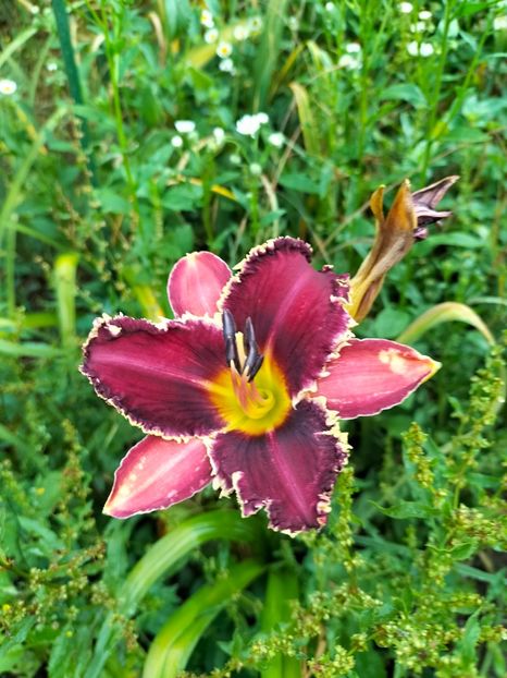 IMG20250628074235 - Anul 2025