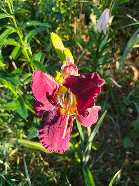 IMG20250628074027 - Anul 2025