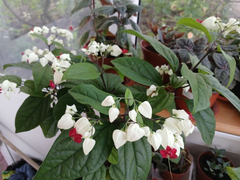  - Clerodendrum Thomsoniae