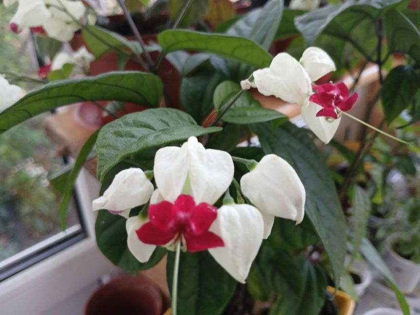  - Clerodendrum Thomsoniae