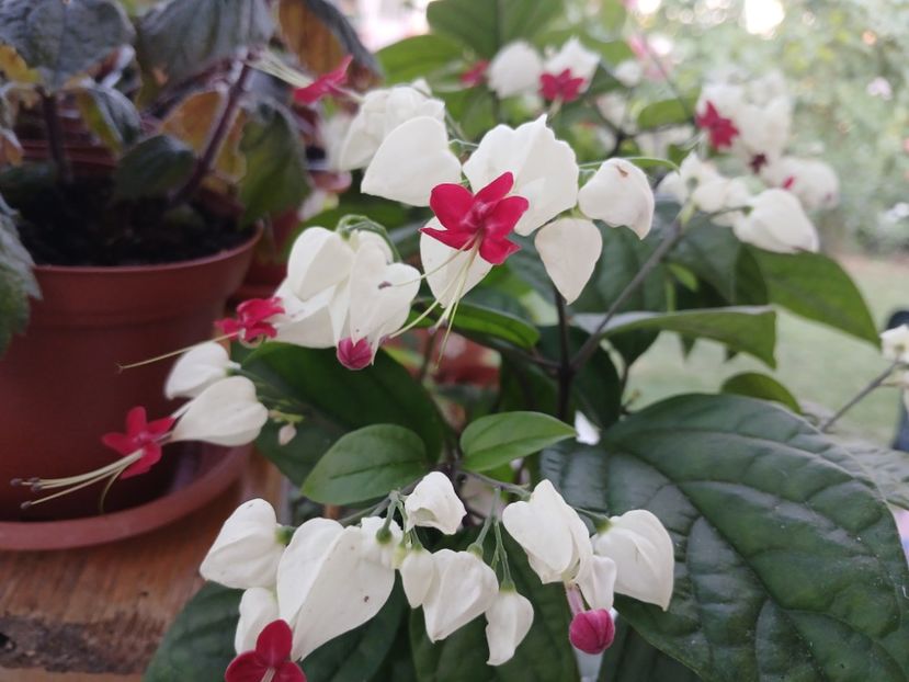  - Clerodendrum Thomsoniae
