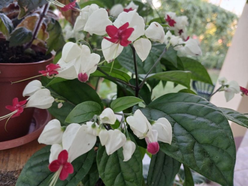  - Clerodendrum Thomsoniae