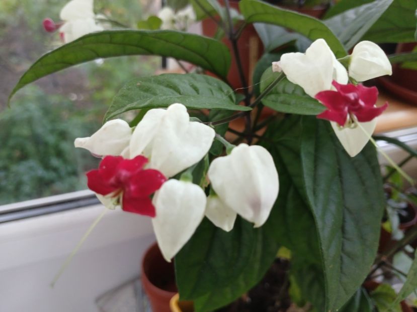  - Clerodendrum Thomsoniae