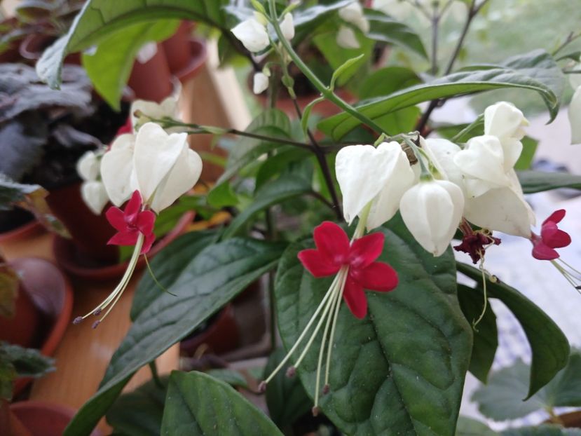  - Clerodendrum Thomsoniae