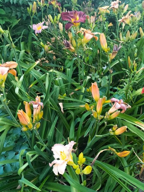 IMG20250701201011 - Anul 2025