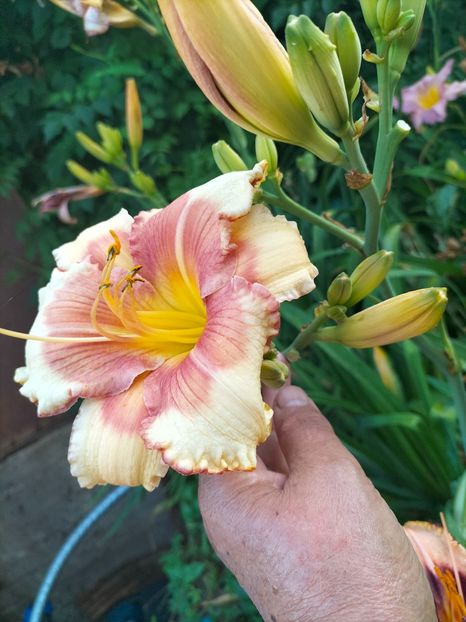 IMG20250701200955 - Anul 2025