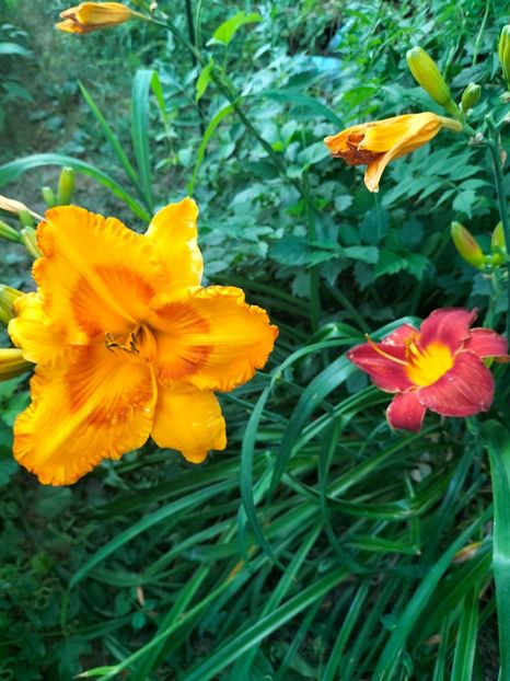 IMG20250701200846 - Anul 2025