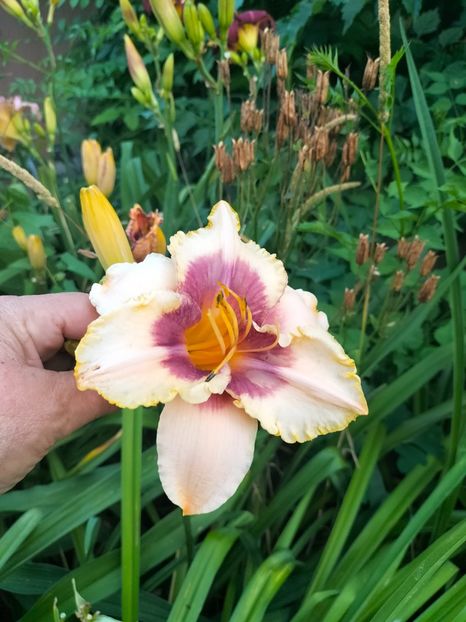 IMG20250701200635 - Anul 2025