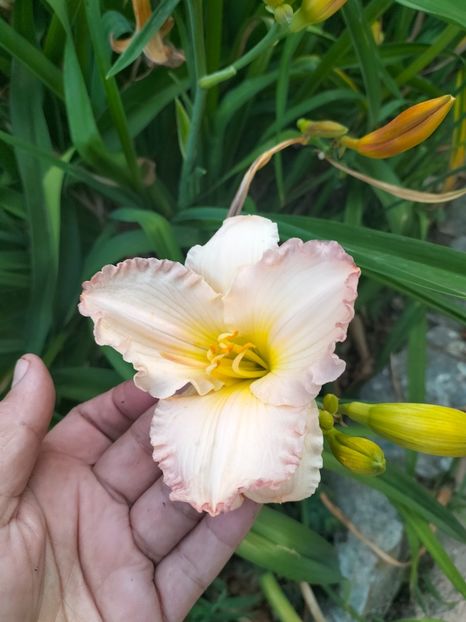 IMG20250701200603 - Anul 2025